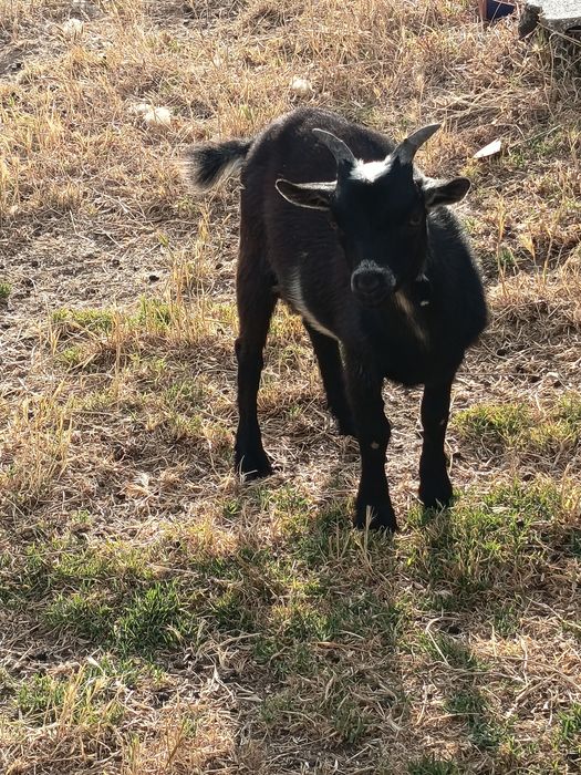Casal Cabras anas irmãos com 4 meses