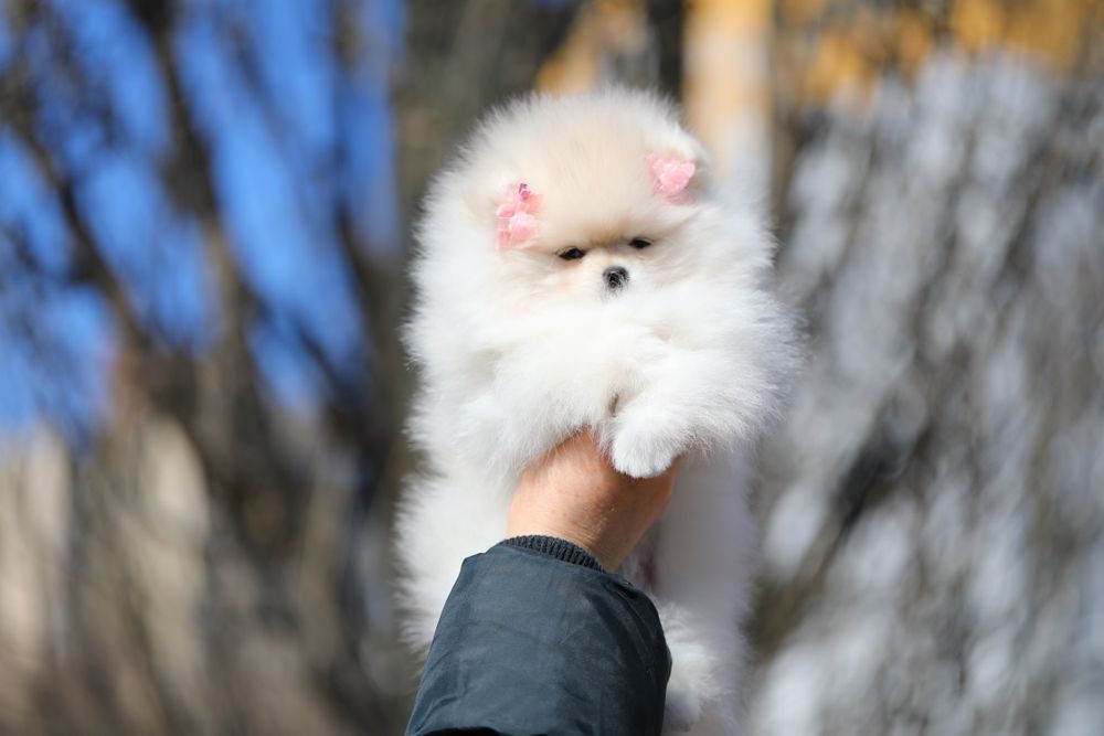 Неймовірні померанці