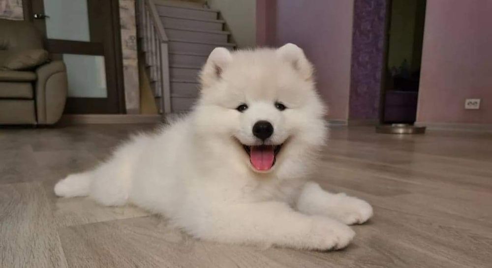 Samoyed juz do odbioru