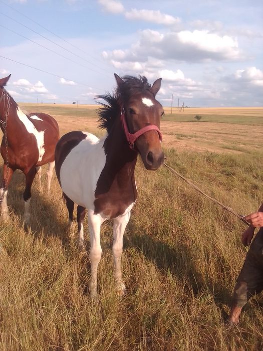 Продаю годічну Рябину