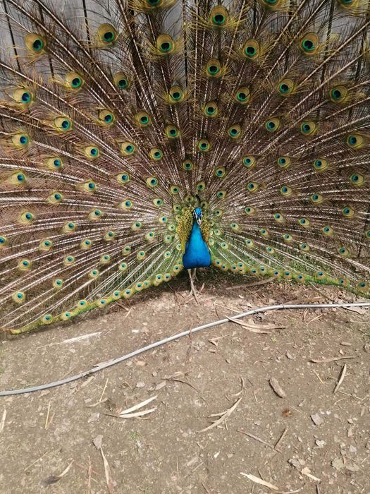 Sprzedam pawie indyjskie