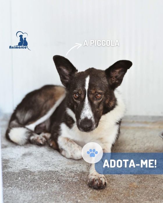 Picola - cadela para adocao