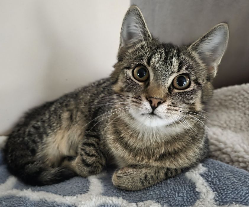 Kotka ok.5.5 miesiąca szuka kochającego domku.