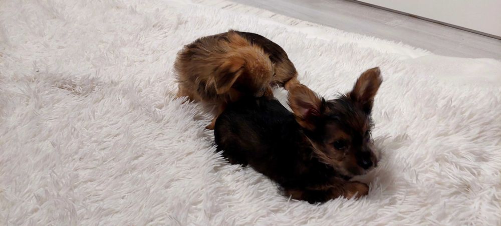 York mieszany z kundelkiem