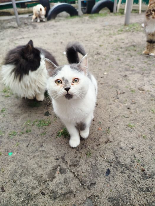 Отдам 6 котят в хорошие руки