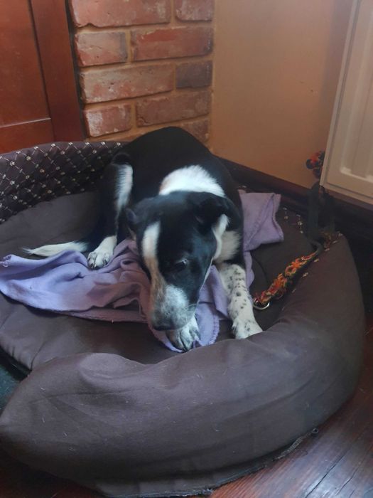 Oddam pięknego pieska