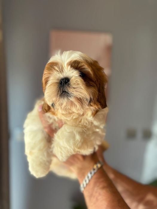 Shih-tzu  piekny piesek z rodowodem + wyprawka