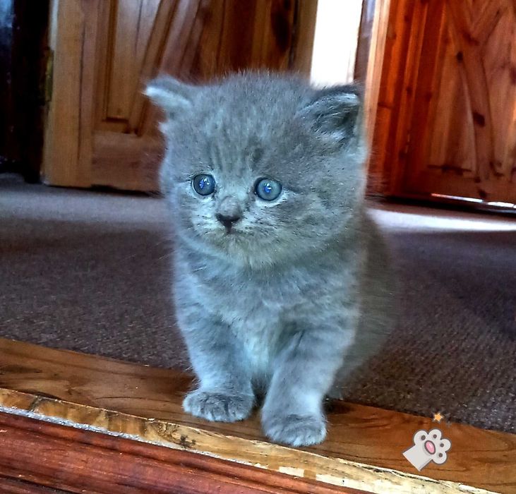 Котенята Шотландськi