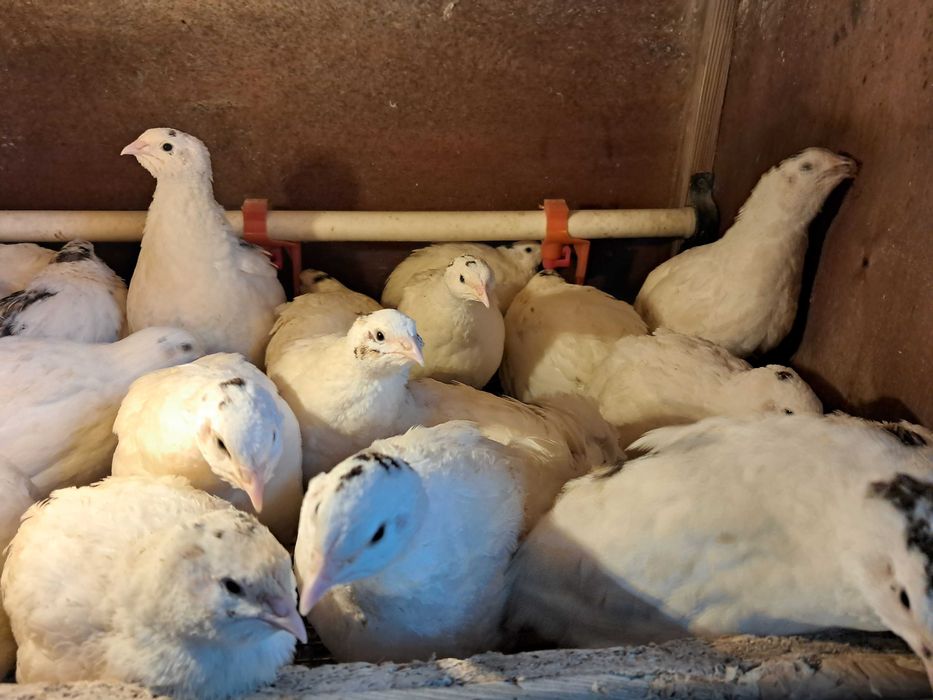 Молоді перепели (пітухи)