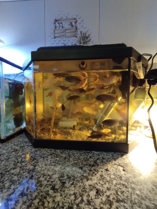 Ciclídeos africanos