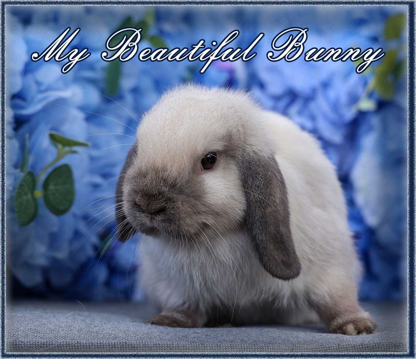 Piękny Młody Królik Mini Lop - Seal Point