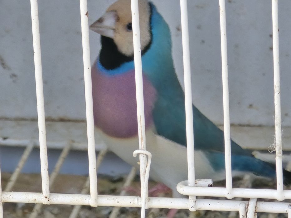 Diamante de Gould para ceder
