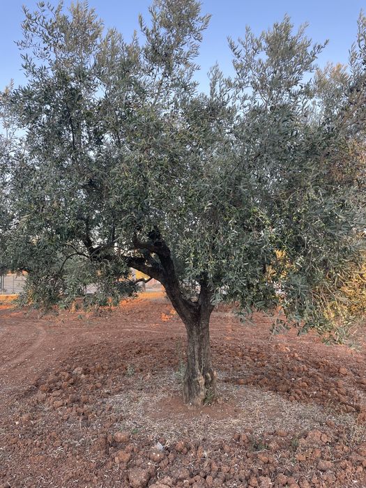 Azeite virgem extra (acidez 0.2)
