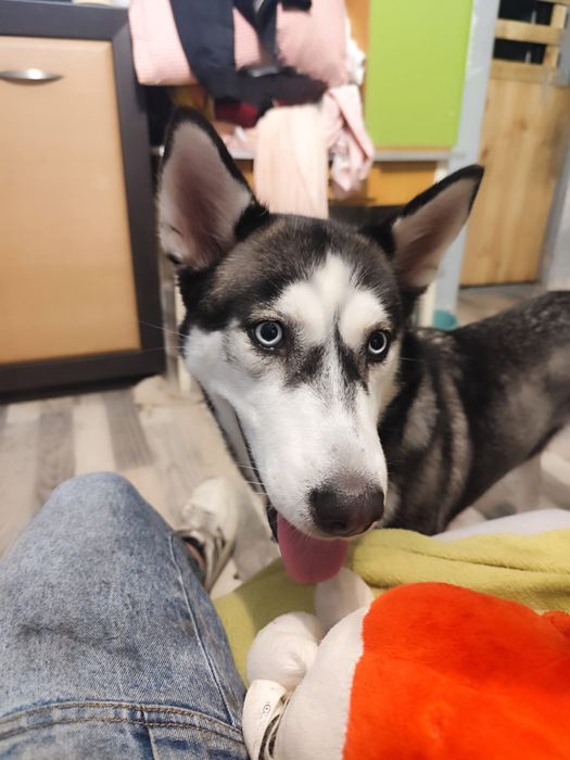OGŁOSZENIE ADOPCYJNE: Luna - Siberian Husky szuka doświadczonego Opiek