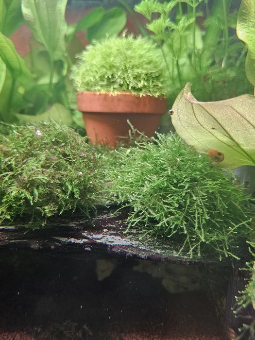 Musgo java para aquario