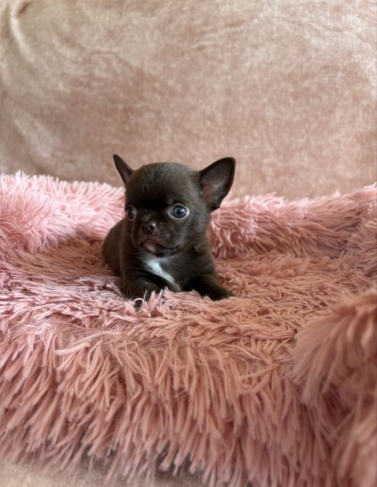 Chihuahua śliczny piesek Bruno