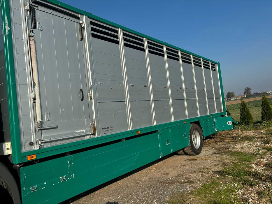 Scania do przewozu bydła