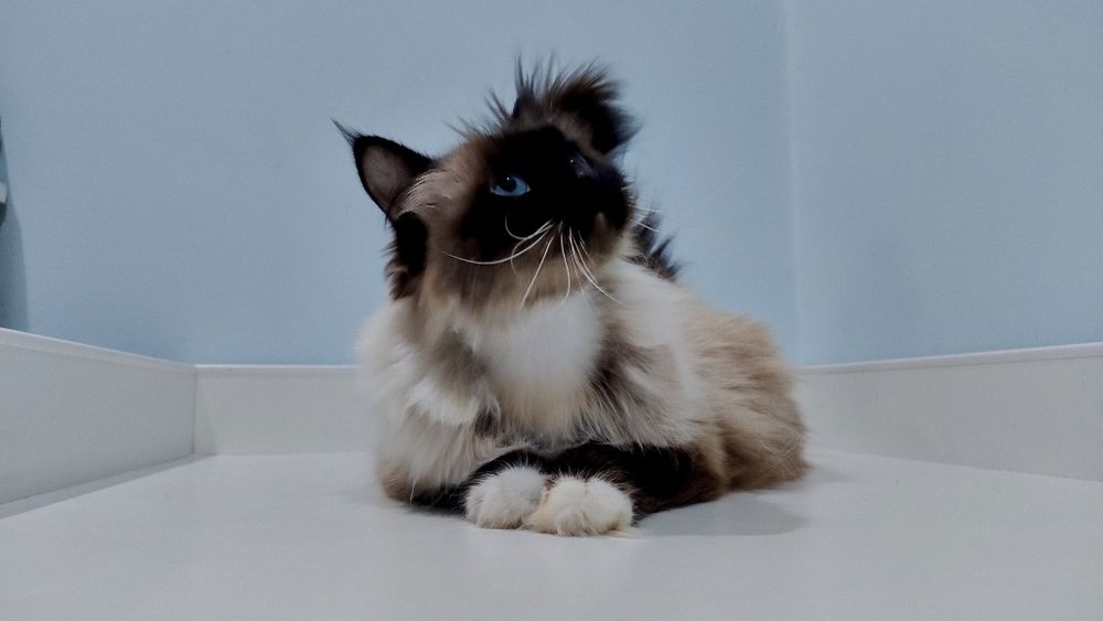 Uroczy kocurek Ragdoll