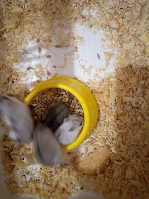 Хомячки Кременчуг