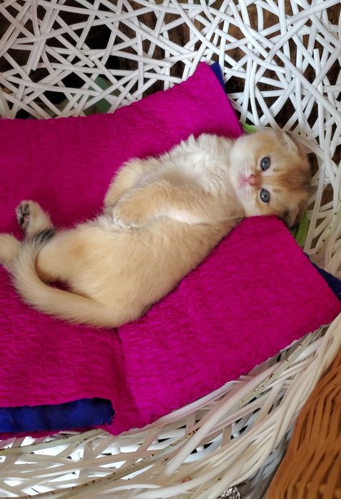 Очень ласковые и ручные малыши, котята золотая шиншилла