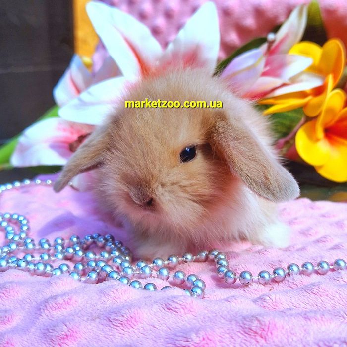 Мини mini lop мiнi кролик вислоухий баранчик карликовые кролики