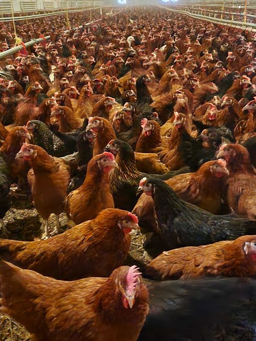 Kury nioski młode Rosa z wolnego wybiegu. Leghorn i Messa. Dowóz.