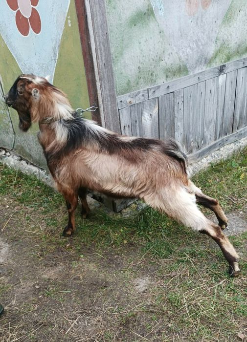 Козел Ламанча.Цап Ламанчі.