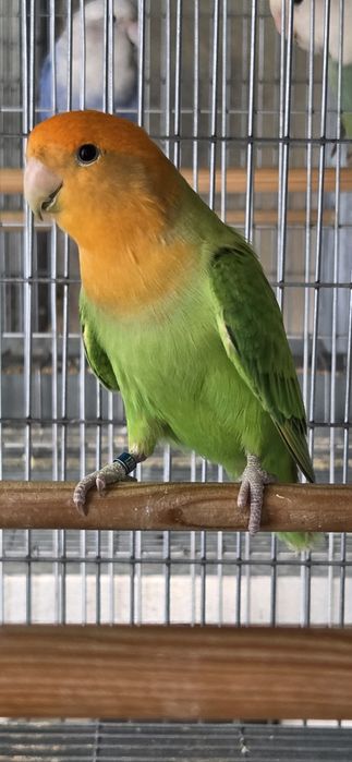 Vendo Agapornis roseicollis