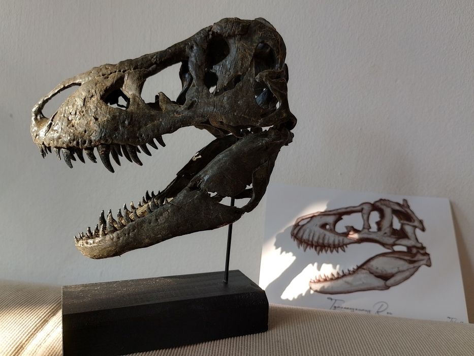 Replika Czaszki T-rexa miniatura