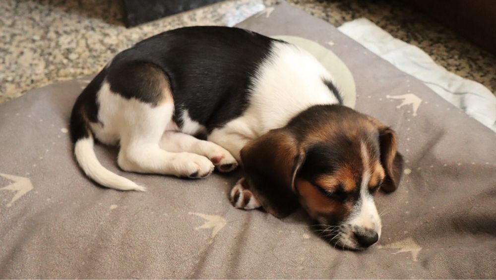 Beagle femea tricolor