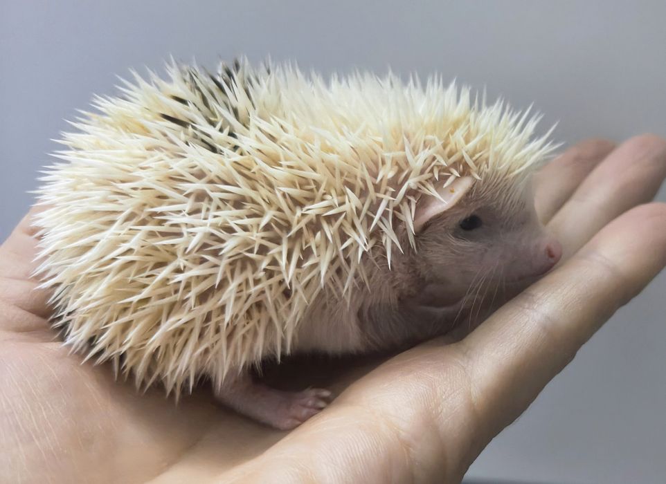 Jeż pigmejski Warszawa Kraków Toruń Kielce Lublin