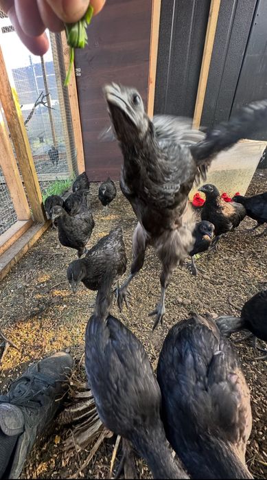 Ayam Cemani Kurki i Parki