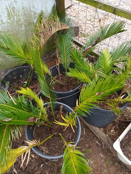 Sicas de jardim em vaso