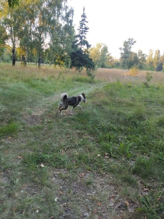 Шукаємо лайку. Поліський район,  межа з Житомирською обл.