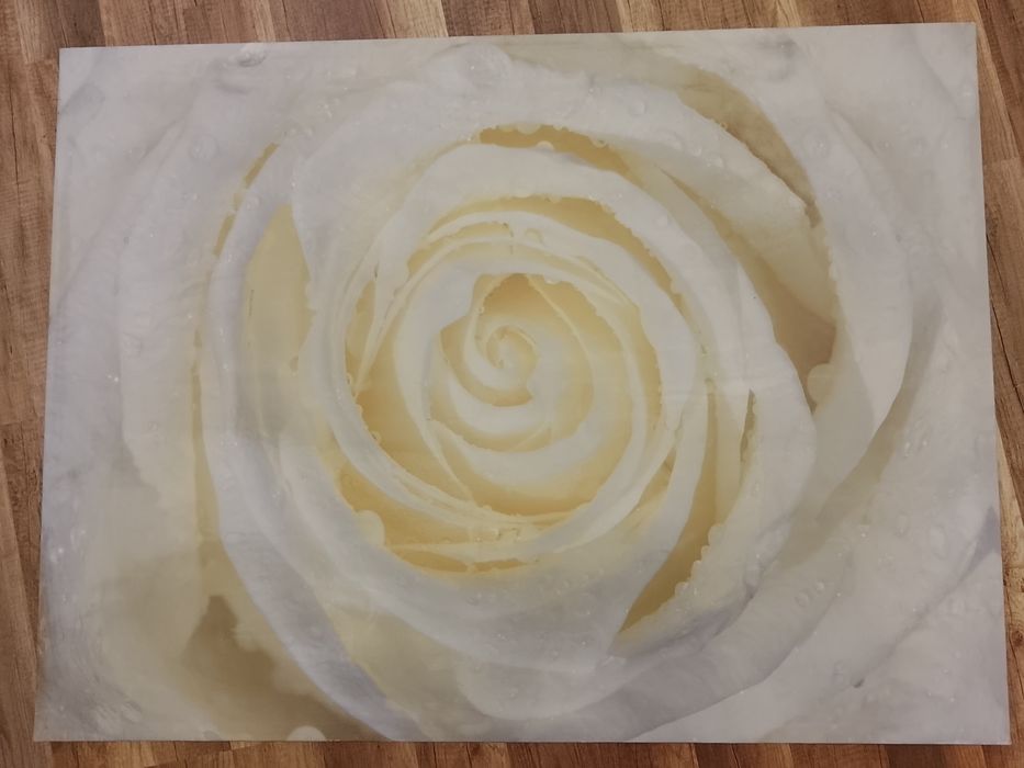 Obraz na płótnie – Biała Róża – 100 × 75 cm