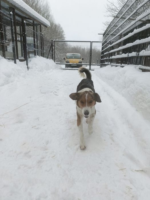 Pies Bumer do adopcji. Za darmo