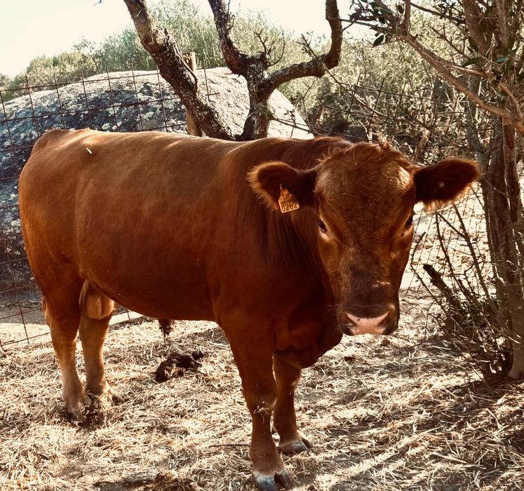 Touro Red Angus Puro