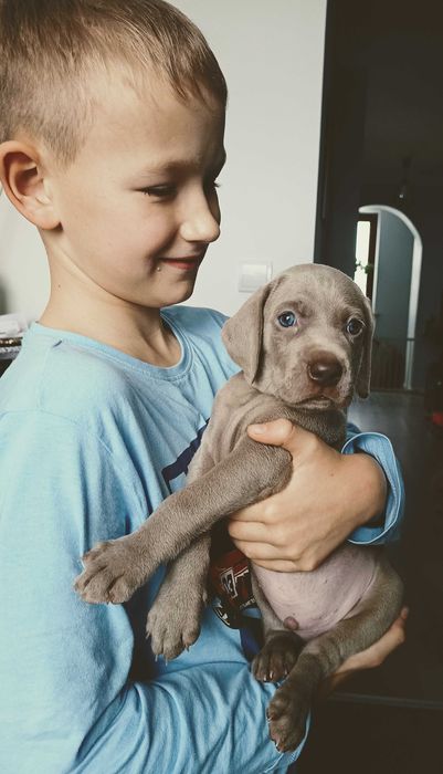 Wyżeł weimarski - samiec- Domowa Hodowla fci,zkwp