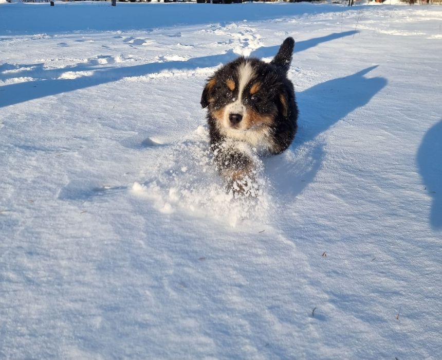 Berneński Pies Pasterski