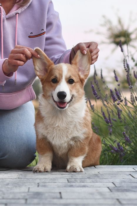 Piesek welsh corgi pembroke bez ogonka ZKwP/FCI