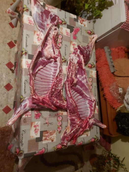Sprzedam jagnięcinę oraz baraninę