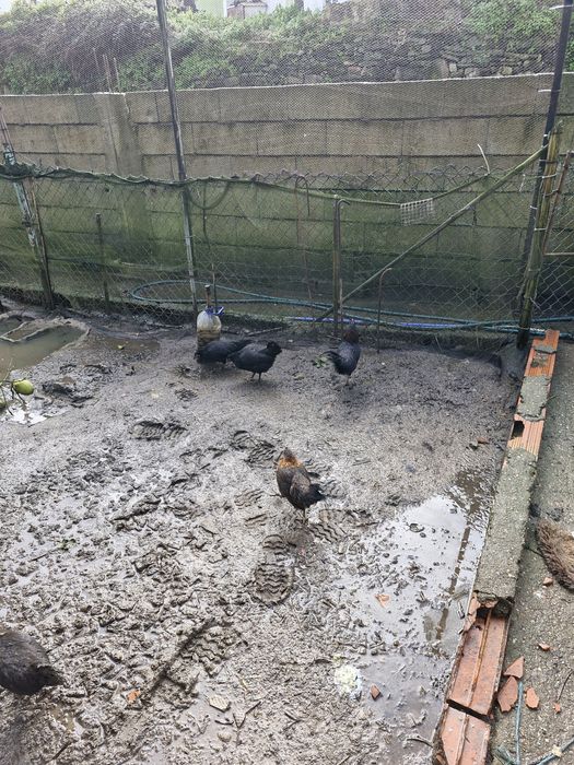 Patos mudos, garnizos, galinhas e galos sussex