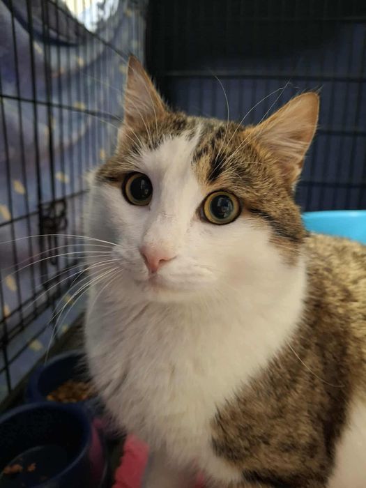 Zbyszek to bardzo kontaktowy kocurek