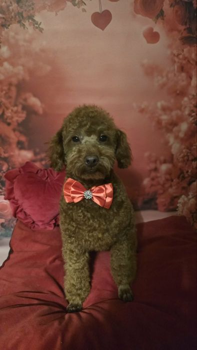 Pudel  miniaturai wychowywany z sercem