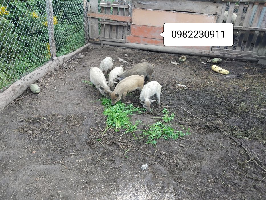 Свині на племя,мангалиці. мангалиця ,ТУШКИ (м'ясо, сало) 150 гр/кг ЕКО