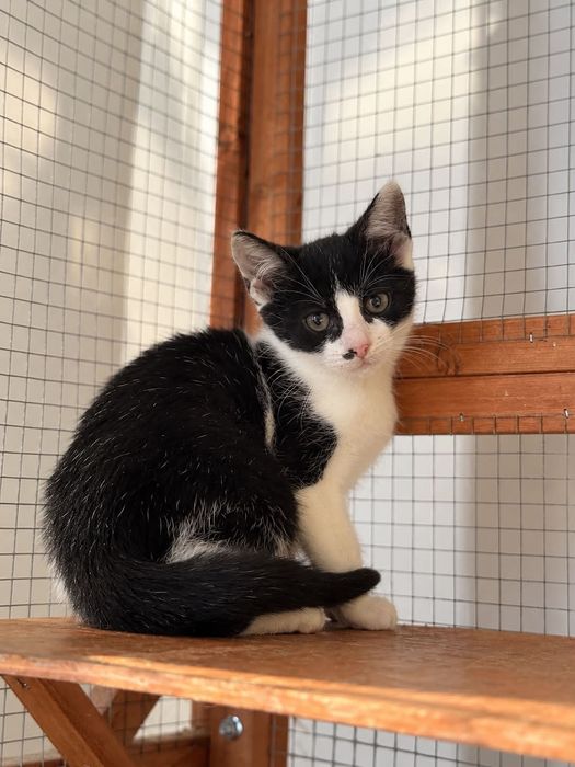 Mały łaciaty kocurek do pilnej adopcji