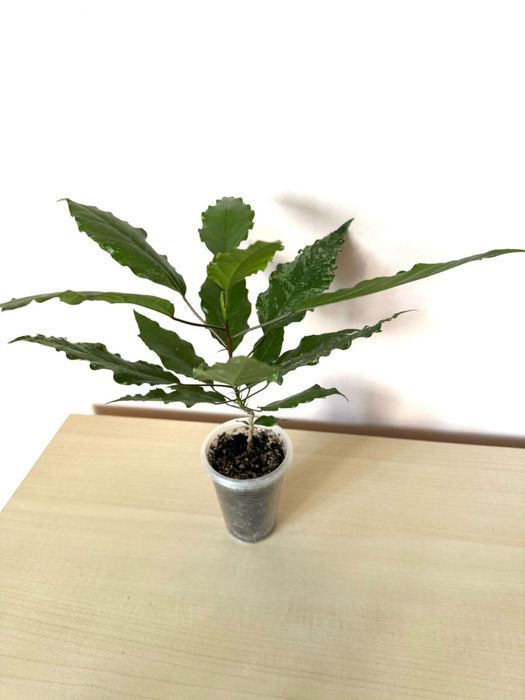 Спатифиллум , Гибискус, Кроссандра, Сциндапсус, Рождественник