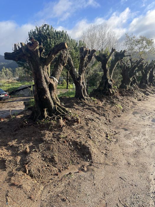 Oliveiras centenarias e venda de terra preta. Transportes
