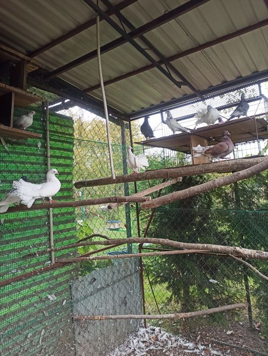 Gołębie okazja zapraszam