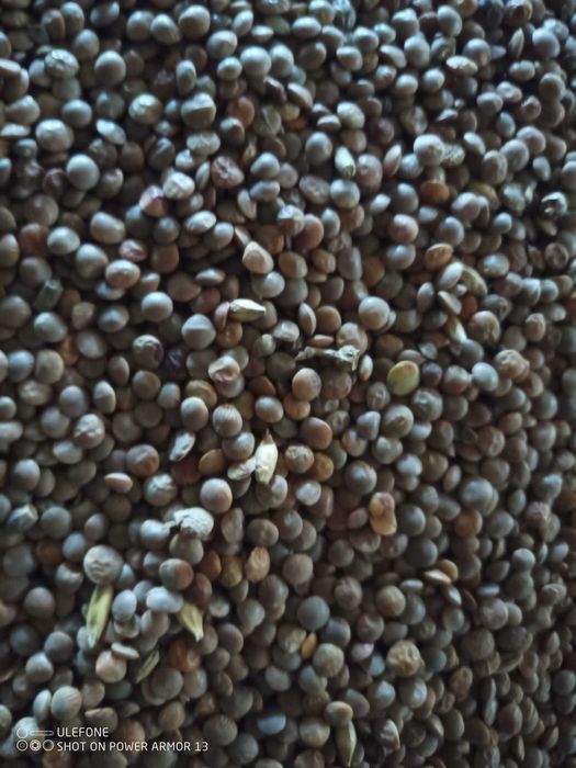 soczewica czerwona ekologiczna